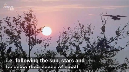 Birds Have Built-In GPS ‘Magnetoreception’ The Lets Them Navigate and Find Their Way