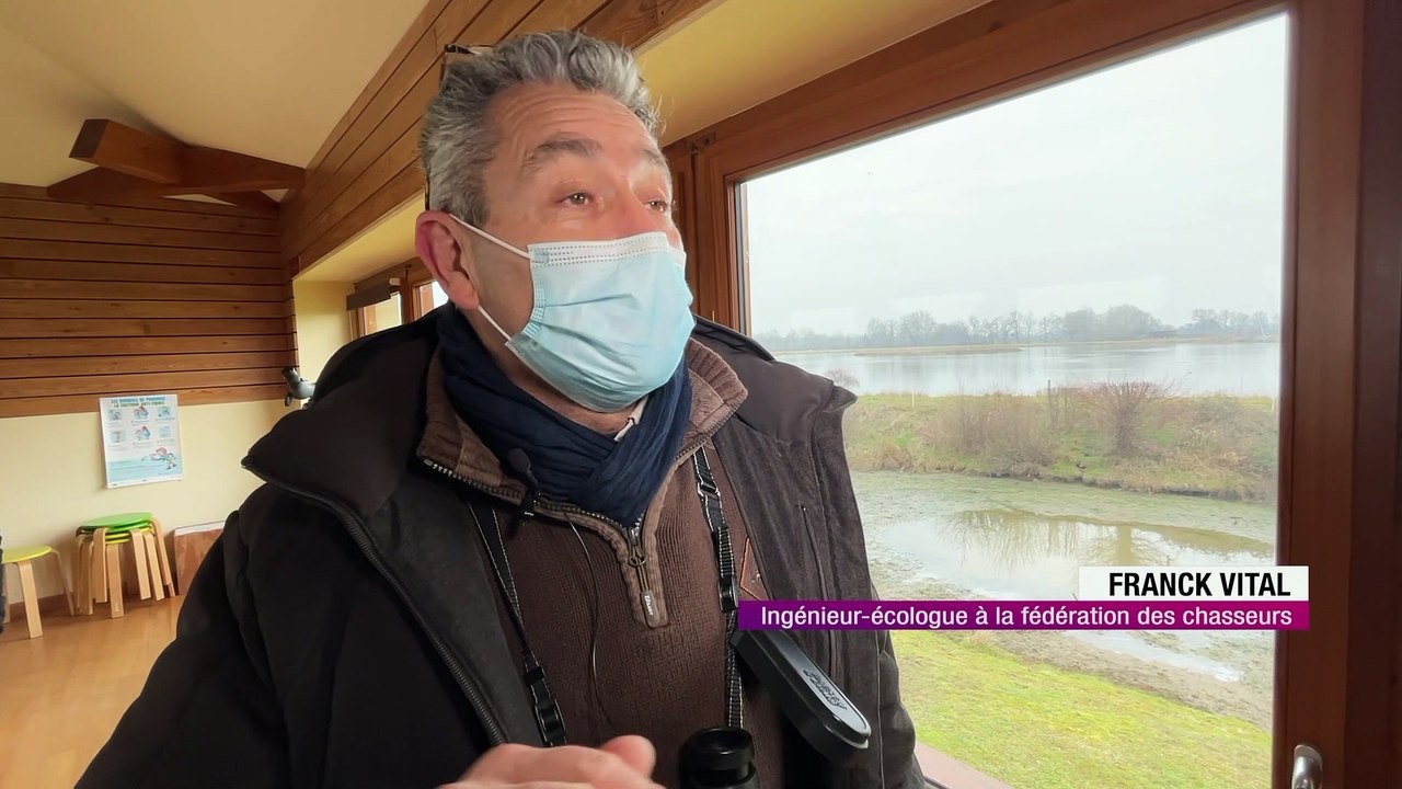 Les canards sont en pleine parade nuptiale