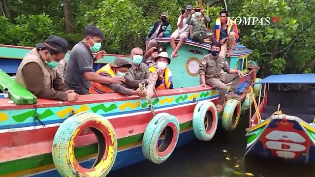 BKSDA Jambi Melepasliarkan 3 Ekor Buaya ke Taman Nasional Berbak Sembilang