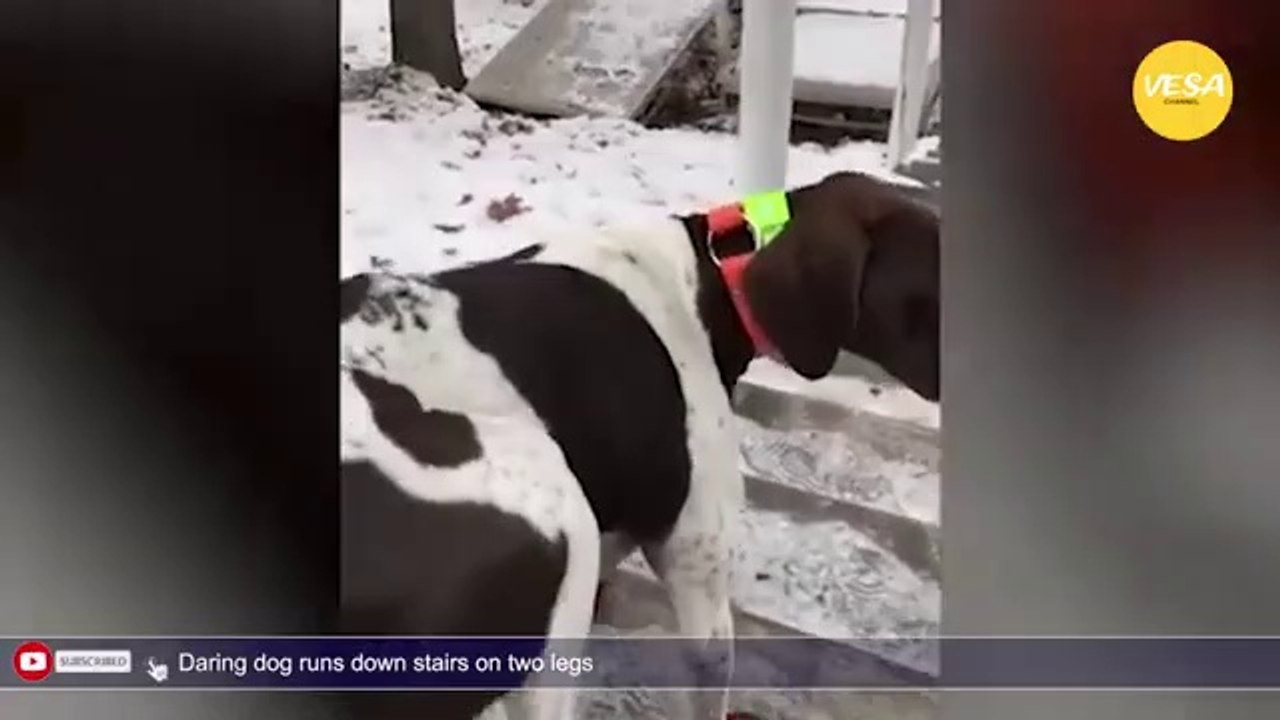 Perfectly walking able dog runs down stairs using only front legs