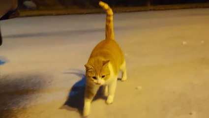 At least this cat enjoys the sleet-covered ground