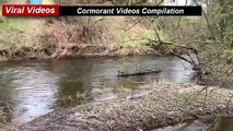 Cormorants bird Video Compilation, Nature is Amazing, Cormorants Song