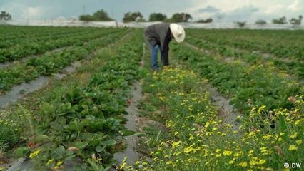 Mexico: diversity for monocultures