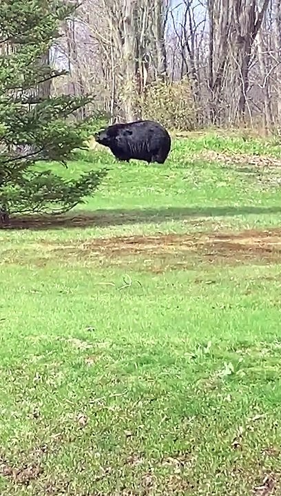Giant Connecticut bear