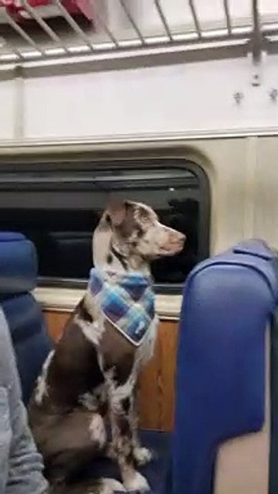 Dog Riding the Train Like a Human