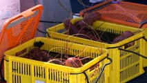 Trade tensions with China impact Australia's seafood industry