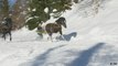 Skijoring: Skiing through snow with horses
