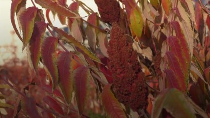 What Is Sumac? A Versatile Spice 🌿