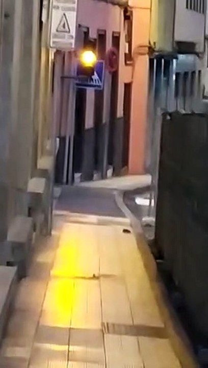 Ratas en la Calle Imeldo Serís, en Santa Cruz