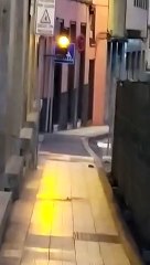 Ratas en la Calle Imeldo Serís, en Santa Cruz