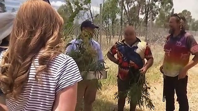 Indigenous community taps into popularity of wattle seed
