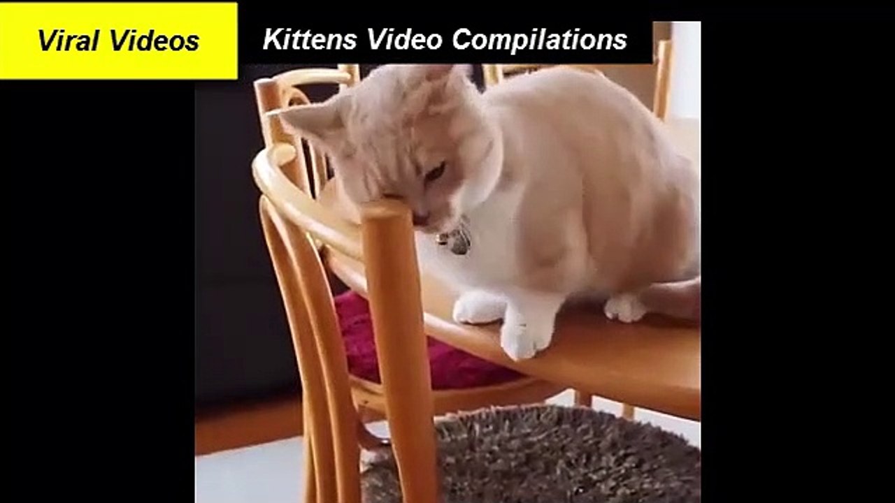 6 Funny Kittens Video Compilation 2021