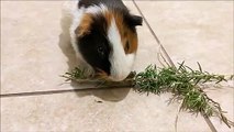 Guinea Pig Eats Rosemary Time Lapse