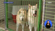 강아지 200마리 다시 버려지나?…유기견 시설 폐쇄 논란