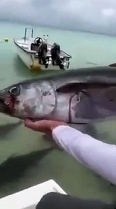 L'heure du repas pour ces énormes poissons