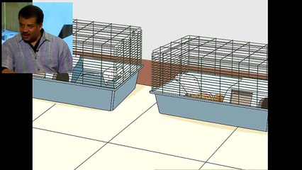 Introduce a New Pet Rat to Another Rat