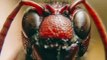 Common Pest Creature. 10 Facts About Ants Will Change Your Mind