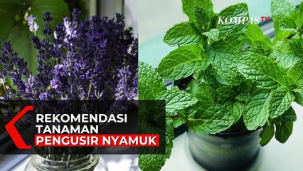 6 Rekomendasi Tanaman yang Bisa Usir Nyamuk di Rumah