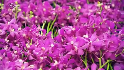 How Its Made - 1021 Orchids