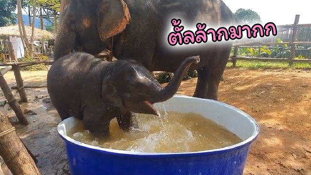 เห็นแล้วยิ้ม ช้างน้อยใบบุญ เล่นซนสนุกสนาน ดี๊ด๊ากับกะละมังคลายร้อน