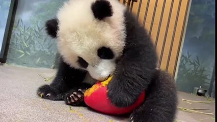 El Zoo de Washington celebra el Año del Buey con un menú especial para sus pandas