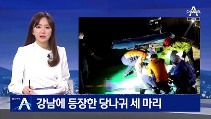 강남 한복판 당나귀 출몰…식당 주인에게 범칙금 부과