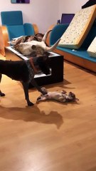 Dog Snaps After Being Stomped On