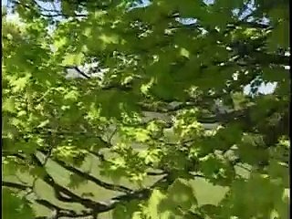 Bill Nye the Science Guy - S03E18 Birds