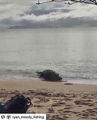 تمساح عملاق يأكل سمكة قرش في فيديو مرعب