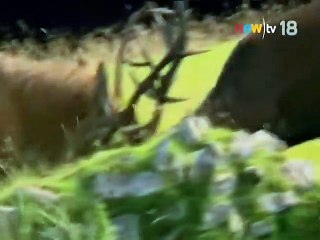 สารคดี หมู่เกาะสุดดิบ ตอนที่ 3