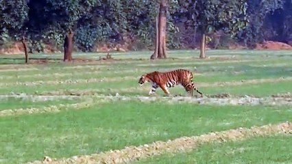 शर्मीले न होते दुधवा के बाघ तो यूपी होता टॉप