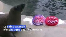 Des animaux du zoo de Chicago fêtent aussi la Saint-Valentin