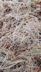 Ice Covered Grass Has Satisfying Crunch