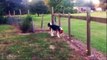 10 Dogs Shocked By Electric Fences Caught on Camera! COMPILATION