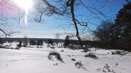 Snowy Saturday on the Rosendael Heath
