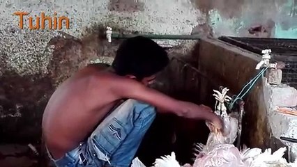 Big Catla Chicken Cutting Huge Size Indian Major Carp Chicken Local chicken Cutting Process