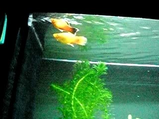 mon premier aquarium avec couple de platy eaux douce
