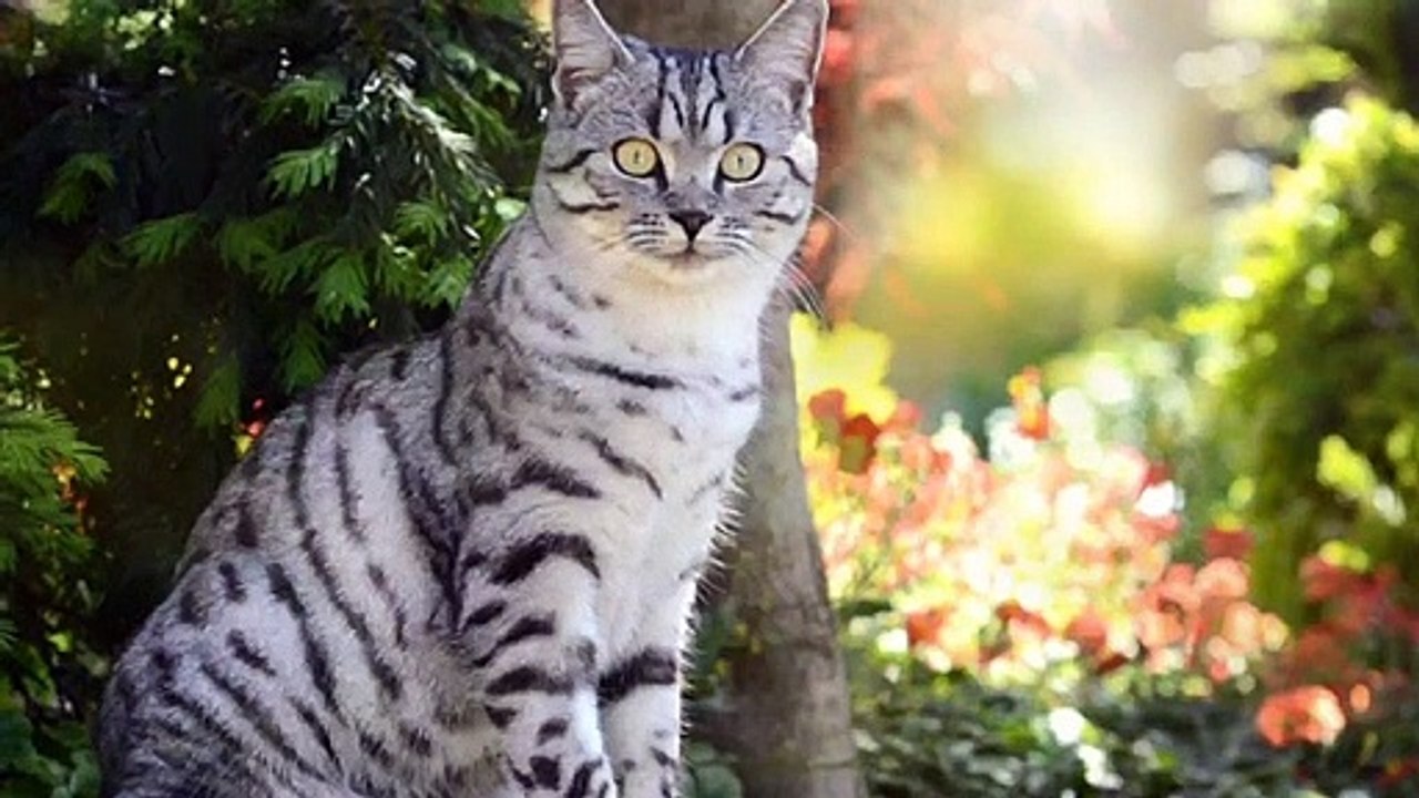 Are Cat Hair Dangerous For Humans?