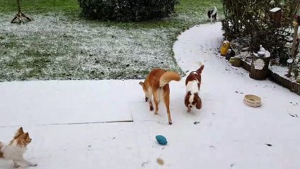 Tombe la neige dans le jardin des poilus