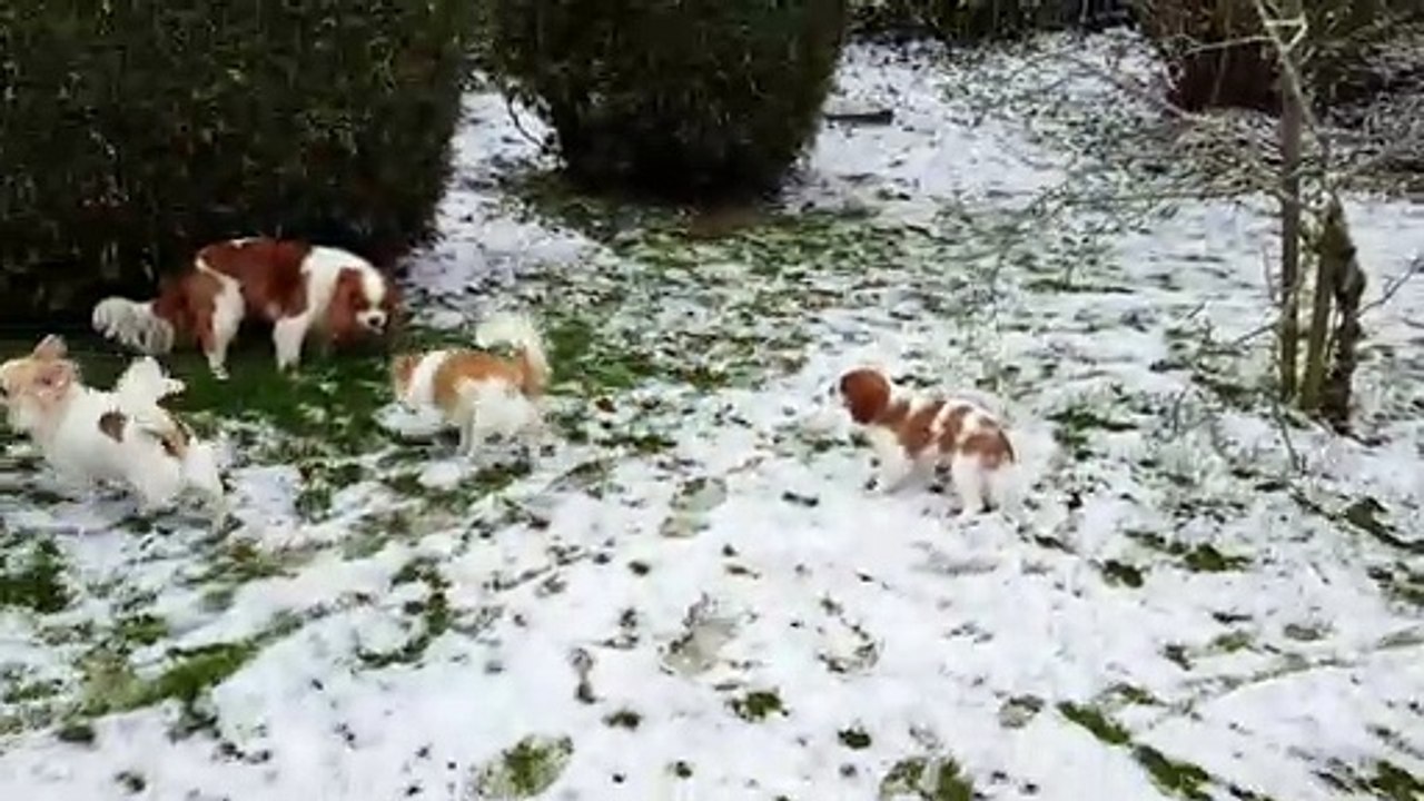 Avec Phloème au jardin dans la neige