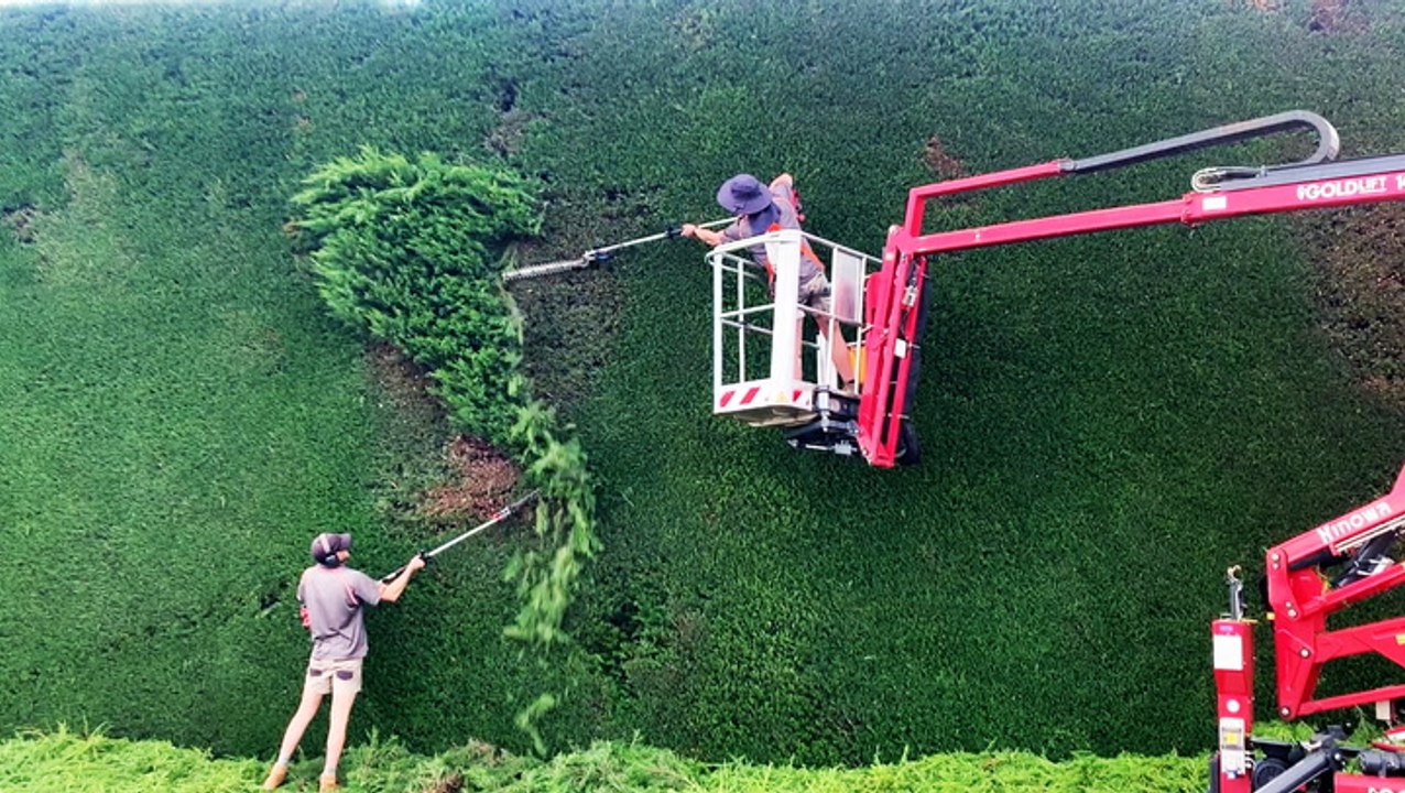 How professionals trim giant hedges