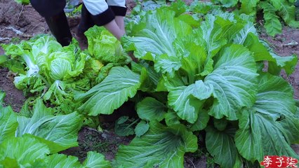 Kimchi - makanan rasa asam manis ini akan memukau musim dingin Anda