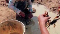 Viral Fishing Giant Crab On Dry Season | CreativeVilla.