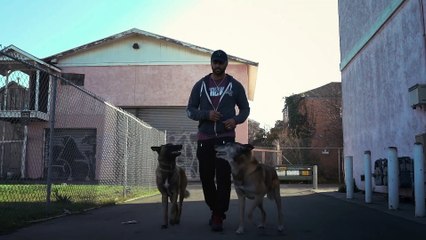 Adiestramiento canino Tráiler