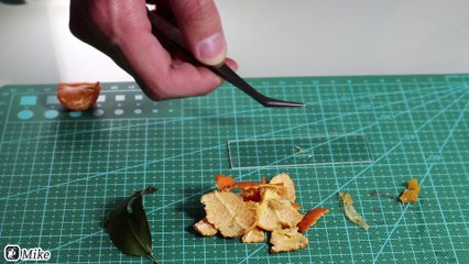 the inner structure of oranges? magnify through microscope