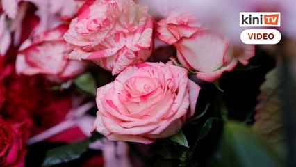 The price of beauty: in City of Love, some say roses harm the planet