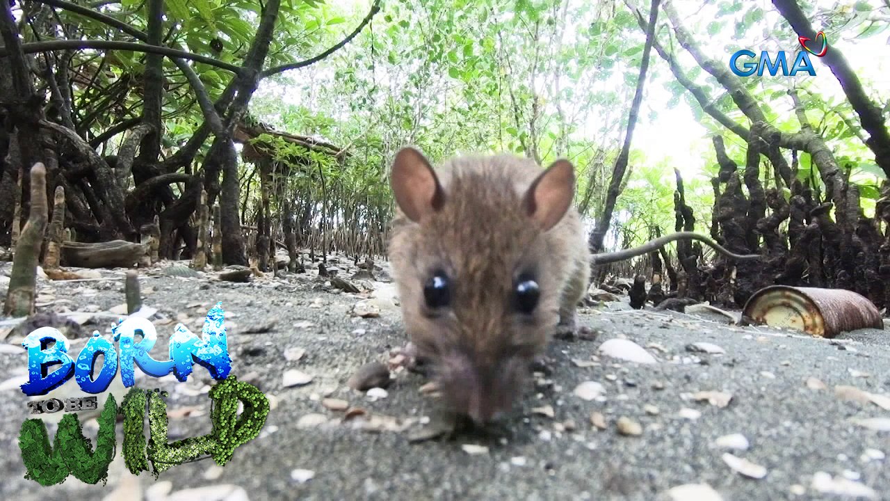 Born to be Wild: ‘Dagis’ Invasion!