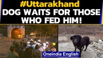 Uttarakhand Glacier: This heartwarming dog story will melt your heart| Oneindia News