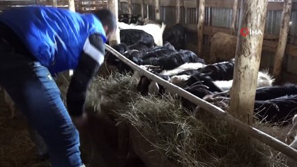 Şehir hayatı sıkıcı geldi, köyüne yerleşip hayvancılık yapmaya başladı