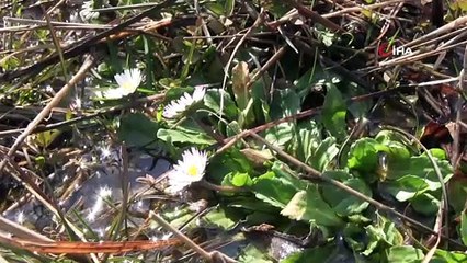 Şırnak'ta kış ayında kardelen ve papatyalar çiçek açtı